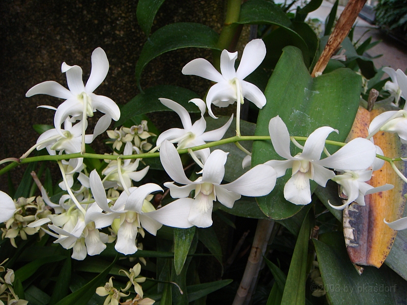 391 Longwood Gardens [2008 August 23].JPG - Longwood Gardens in Pennsylvania